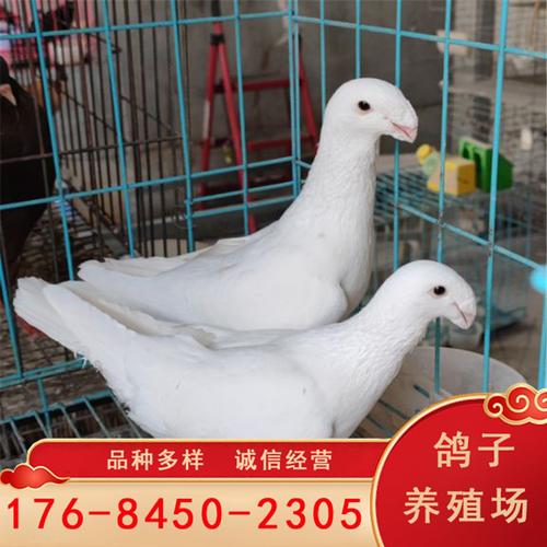 瓦灰马头鸽 蛇头鸽一对多少钱 美河马鸽子 黄杠蛇头鸽