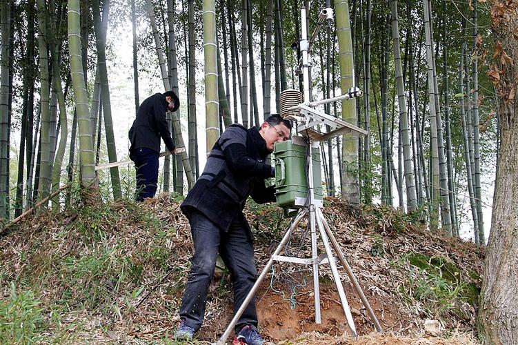 山海拔高,温度低,导致冬笋的长速慢,产量低,等到竹笋收货时已错过市场