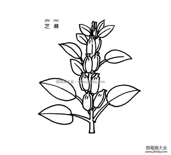 芝麻简笔画图片