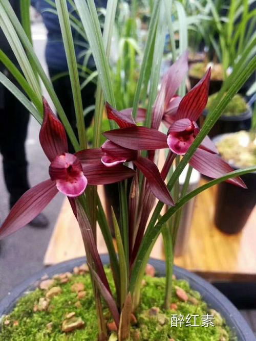 兰花(二百六十四) 醉红素:       笑吟秋雨醉红颜,花开俩枝各一边