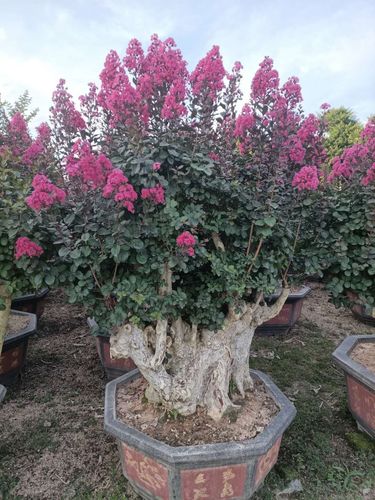 天鹅绒紫薇 紫薇树老桩盆景价格 福建基地批发