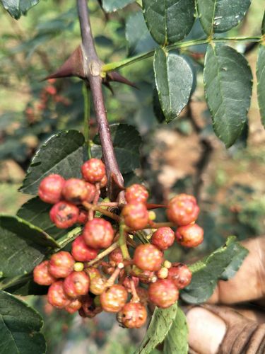圪针就是花椒的保护神