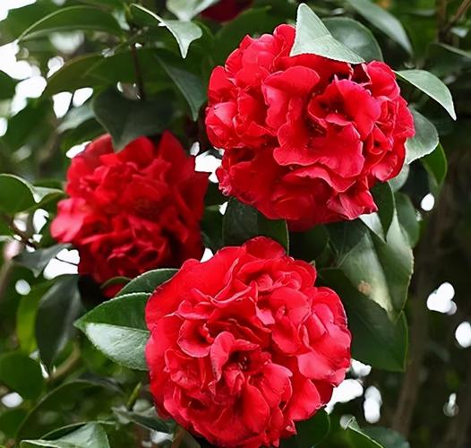 茶花"克瑞墨"——秀丽赛牡丹,花香胜栀子,四季都有花赏