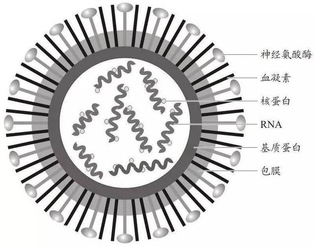 病毒亚型就是指病毒的形态基本上一样,只有一点点不同.