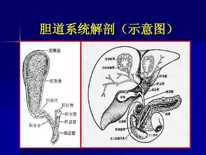 胆道系统解剖(示意图)