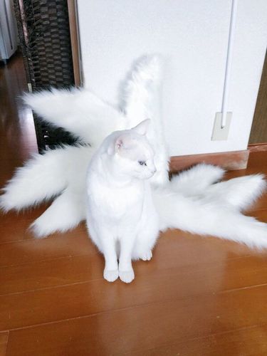 岛国一位主人给自家猫咪制作的九尾狐尾巴,还没最终完工,但现在戴上就