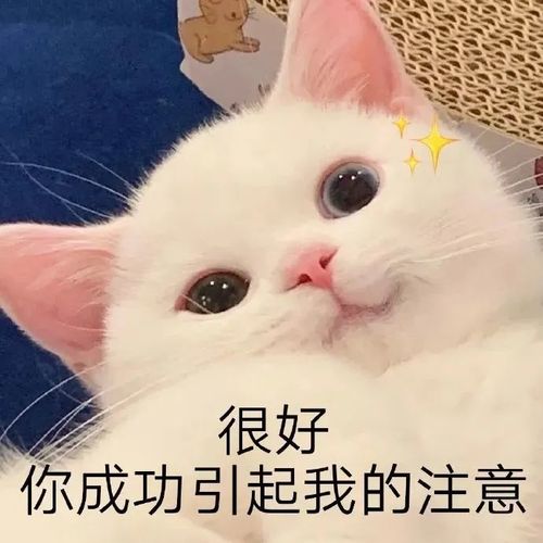 表情包|猫 我搞不懂 镜子里怎么会有一个小靓仔 表情包|鸭 原来我是只