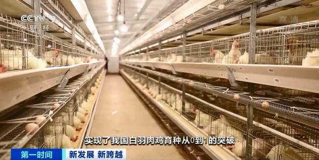 打破国外种源垄断我国首批自主培育的白羽肉鸡新品种通过审定