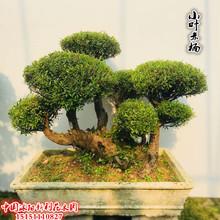 高档精品小叶赤楠盆景树桩 赤楠老桩 熟桩 下山桩 别墅庭院种植