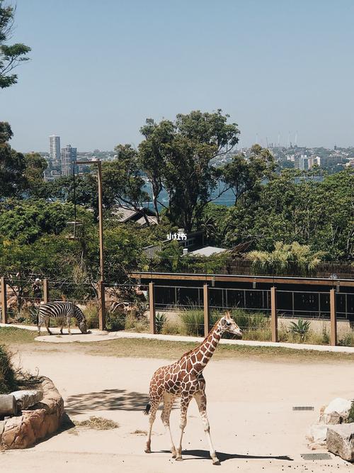 悉尼周边| taronga动物园_动物园_taronga zoo攻略_周末_悉尼旅行