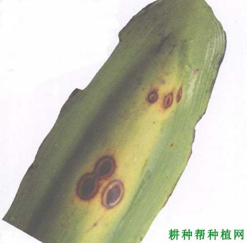 槟榔色二孢叶斑病如何防治,有什么特效药?