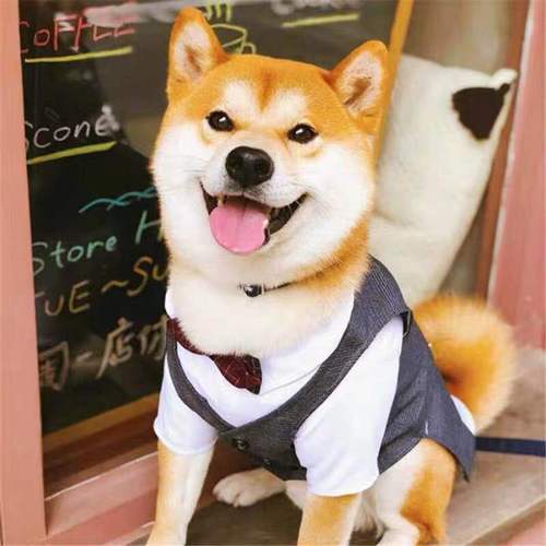 纯种日本柴犬宠物狗活体小狗狗崽子活物真狗家养秋田