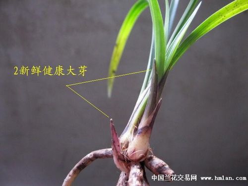 [新年0起拍]春兰经典色花之:红塔宝石[1苗2大芽]