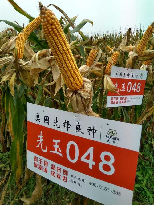 看看这个先玉048长得怎么样?