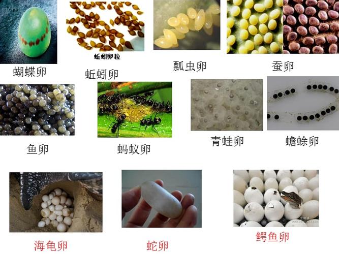 动物的卵ppt