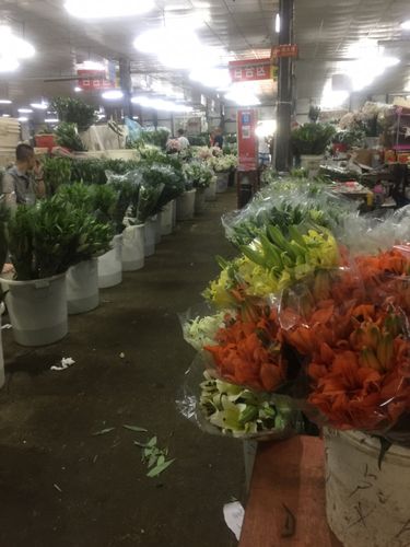 各种各样的市场之花卉市场北京星火西路花卉市场