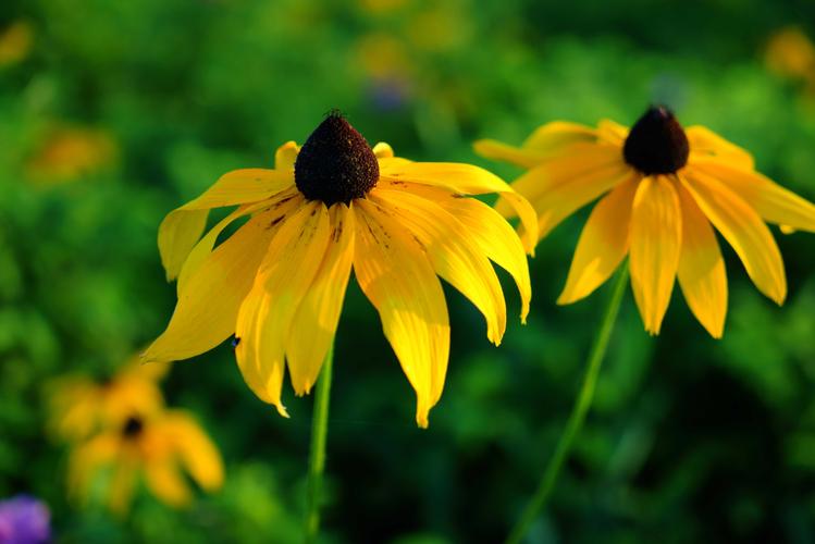 赏花季二色金光菊