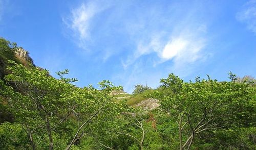 凤凰山~山腰