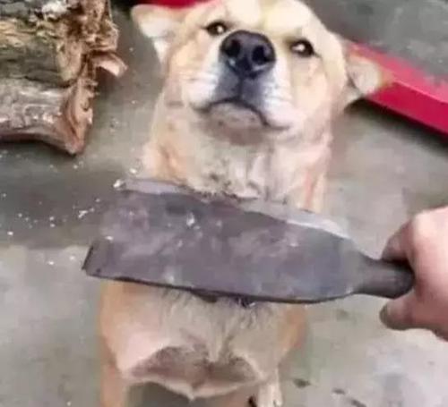 主人打狗,一个敢打一个愿挨,为什么狗狗不反抗呢?