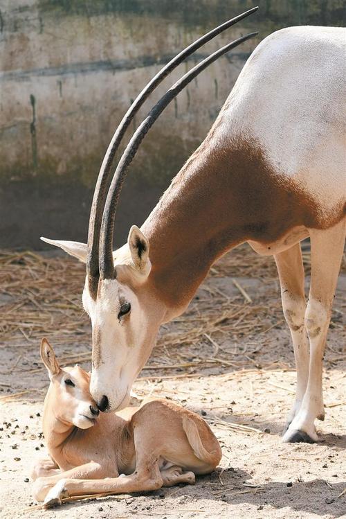 李木生 文/图     春天是生机勃勃的季节,也是大多数动物的繁殖季