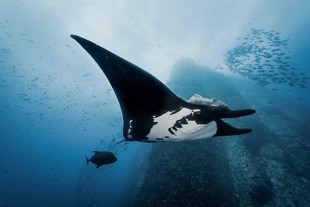 蝠鲼的历史最早可追溯至1亿年前的鬼蝠鲼manta ray蝠鲼mantaraymanta