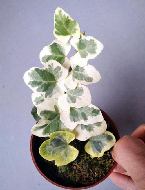 日本进口雪莹稀有品种日系常春藤盆栽绿植室内绿植