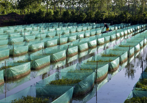 稻田养殖黄鳝,黄鳝可摄食水生昆虫及幼虫,有利于水稻生长,水稻本身也