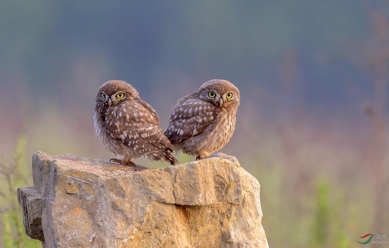 小哥俩——纵纹腹小鸮