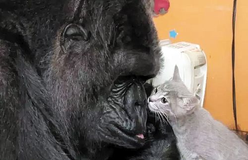 44岁的大猩猩 终于有了自己的猫宝宝