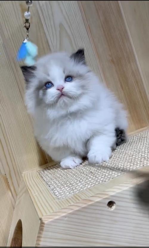 新脸版波斯系布偶猫弟弟妹妹,血统牛,六一福利秒杀