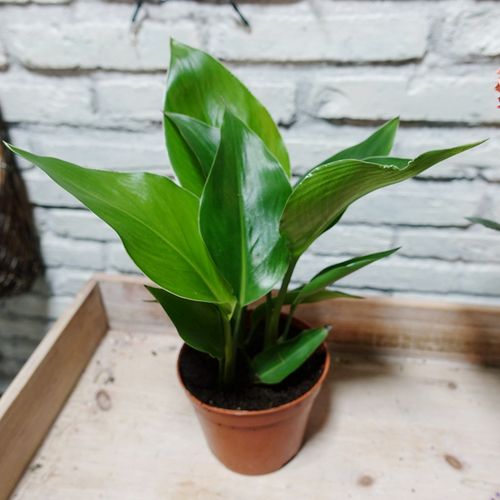 展示与对比:天堂鸟 鹤望鸟 金钻 室内耐阴花卉 净化