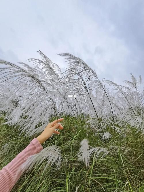 汉中拍照|秋日限定芦苇荡90_穿搭_朋友圈_景点_西装
