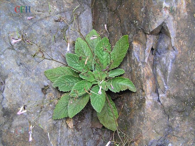 reticulata (石上莲) 作者:chenshipin 来源:http://www.cfh.ac.