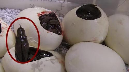 成果一看里边装的居然是很多还没有孵化的蛇蛋