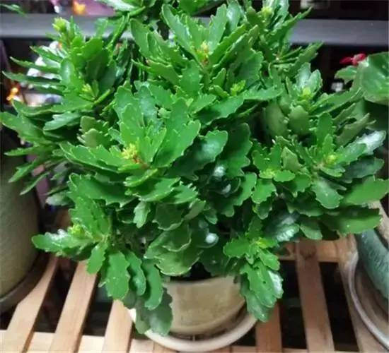 长寿花叶片总蜷曲?罪魁祸首是"4点",现在改,枝叶旺盛花爆盆