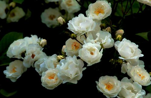 淡雅白蔷薇 素心自可人【图】