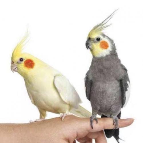 【京选推荐】玄凤鹦鹉鹦鹉活体说话鸟中大型鸟凤头鹦鹉鸡冠鹦鹉手玩鸟