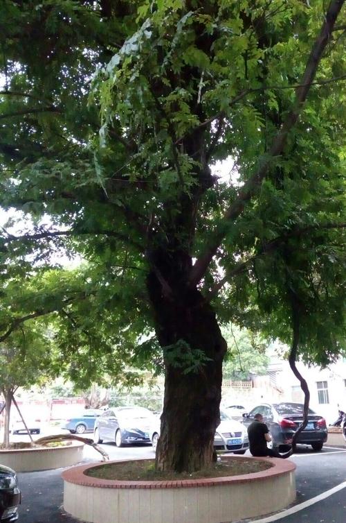 百树之王——天堂树