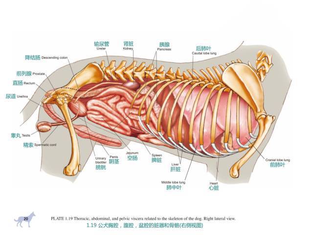 看完这些高清图,犬科解剖不用愁