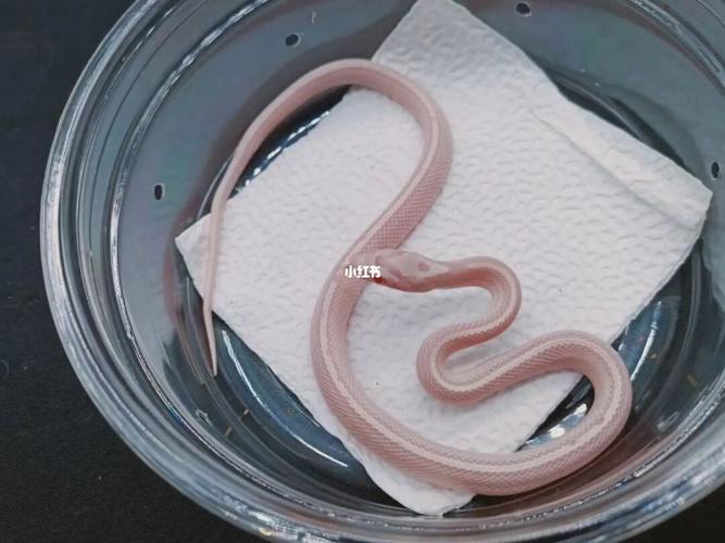 玉米蛇_玉米_奶昔_糖果_宠物_宠物其他