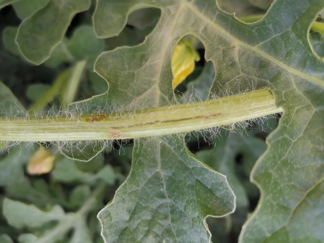 西瓜蔓枯病防治