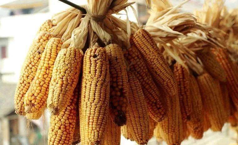 如何辨别老玉米及嫩玉米