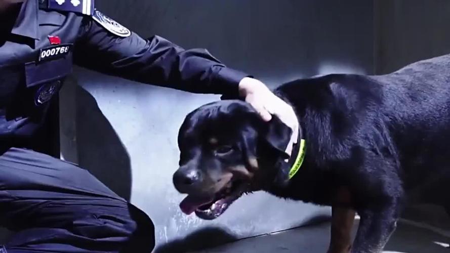 警犬飞扑助擒一招制敌 01:49 警犬天狼英勇牺牲,下一秒警犬妞妞的做法