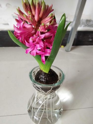 大家看我的风信子开花了