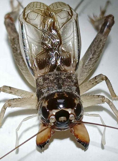 7蛐蛐介绍:大白牙飞虎尖翅,好蛐蛐,动态底板杠杠的.