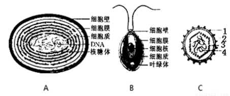 如图分别是蓝藻(a),衣藻(b)和病毒(c)的结构模式图.请据图回答