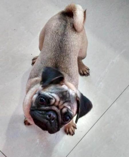 纯种英版巴哥犬,品相好