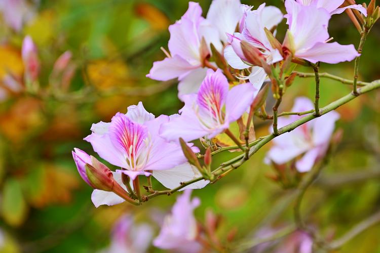 宫粉紫荆花开