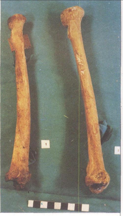 虎骨-中药材真伪鉴别大全-医学