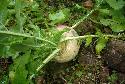 蔓菁,蔓菁的功效与作用,蔓菁副作用,蔓菁怎么吃,蔓菁